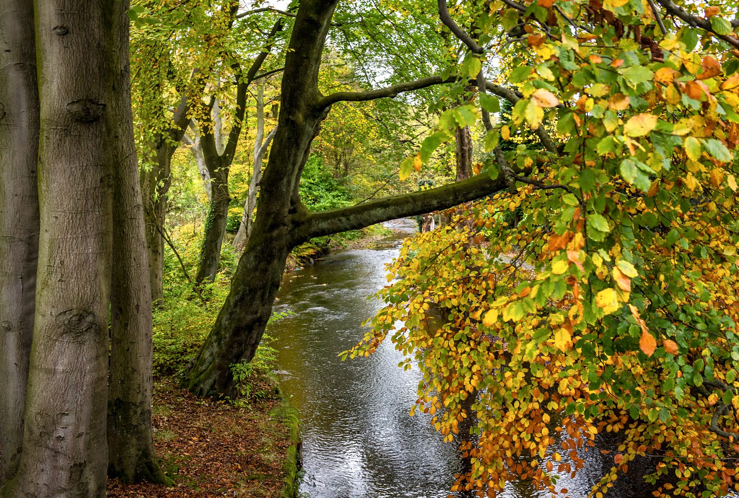 autumn trees landscape photography stuart coleman