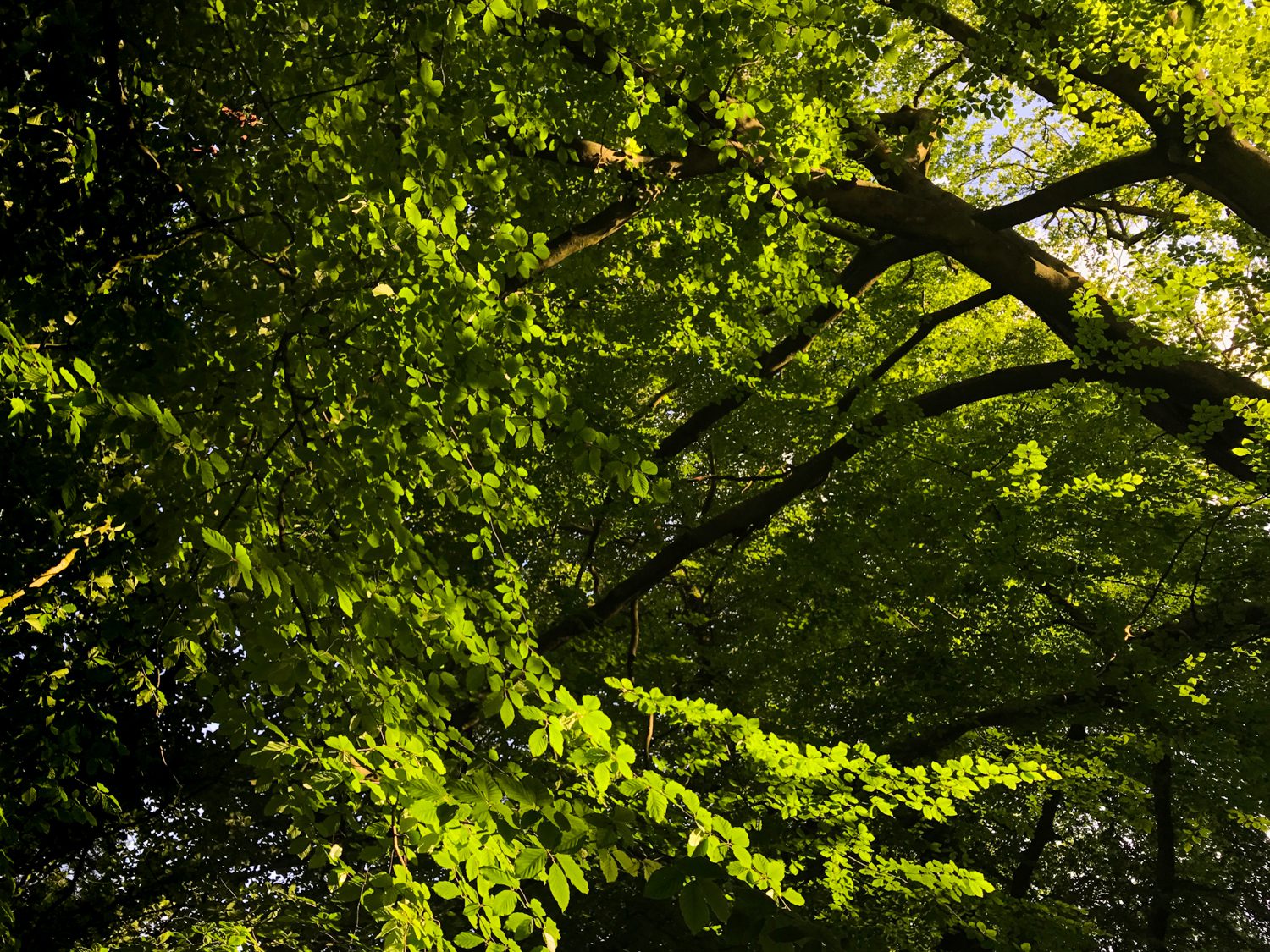 tree swirl landscape photography stuart coleman