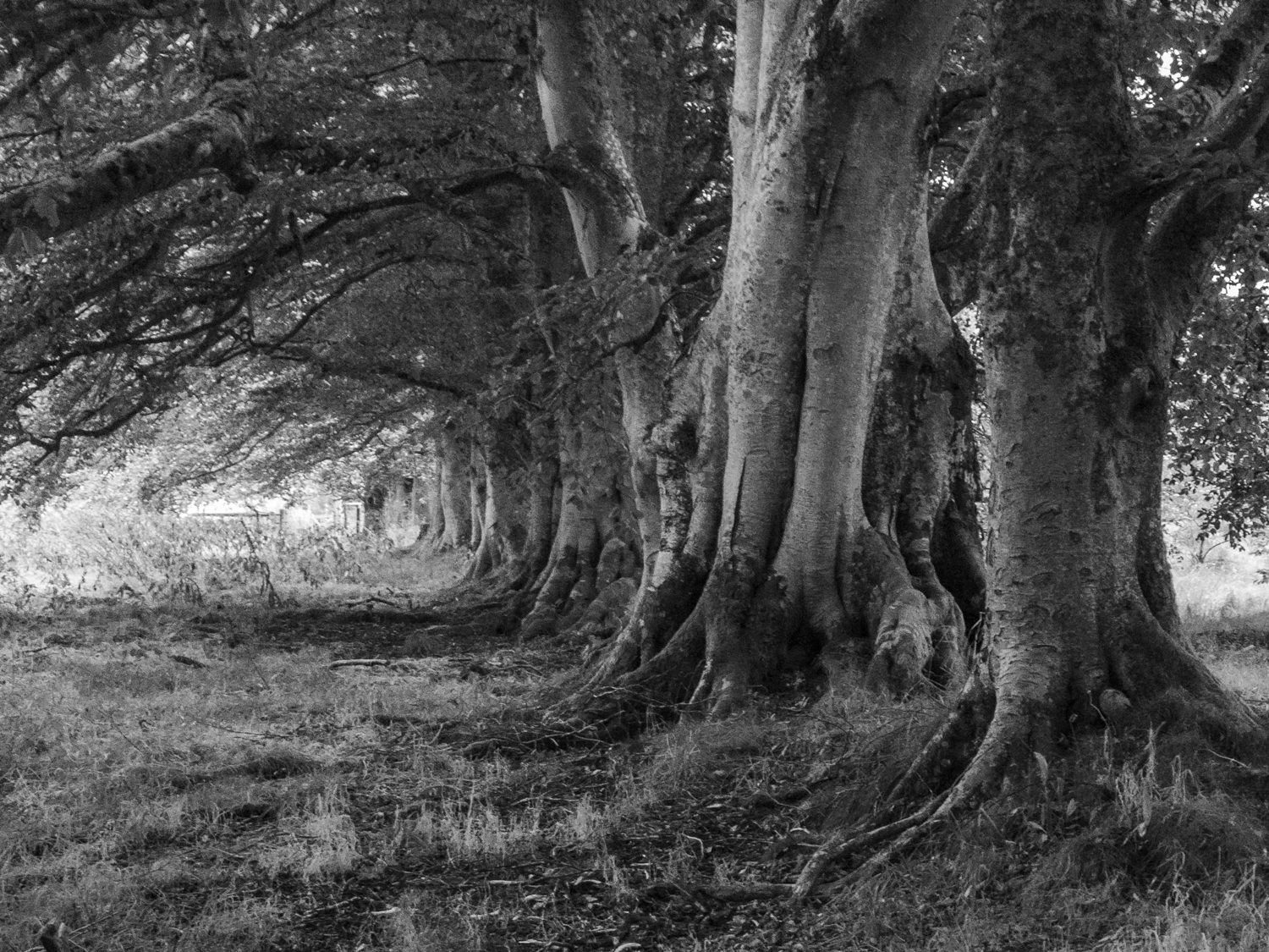 trees inverin landscape photography stuart coleman