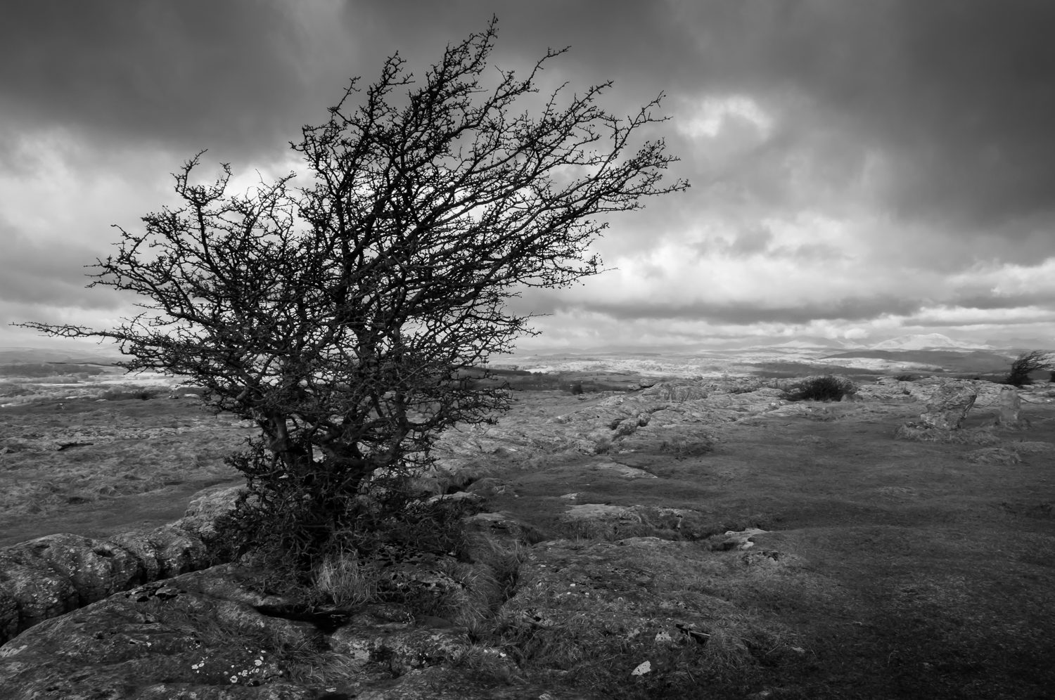 tree south lakes landscape photography stuart coleman