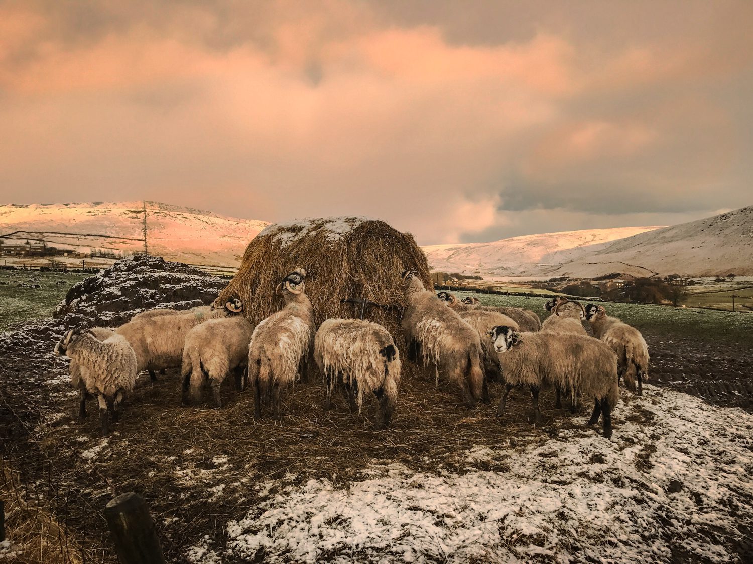 sheep sunset landscape photography stuart coleman