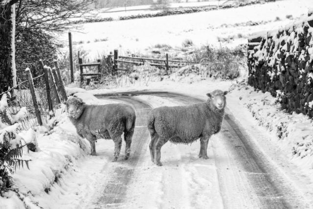 Two sheep wandering on a snow covered lane in Diggle. #sheep #rural #spring #snow #saddleworth