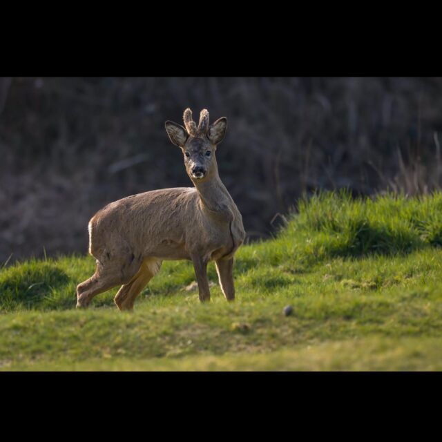 I’ve been photographing a group of four roe deer for several weeks and have found it quite challenging as they’re incredibly skittish. I was saddened to hear yesterday, that the group has been reduced to one after two were hit by cars and the third had to be euthanised by the police. I wish we could do more to make their shrinking world safer. #conservation #wildlifephotography #roedeer #saddleworth
