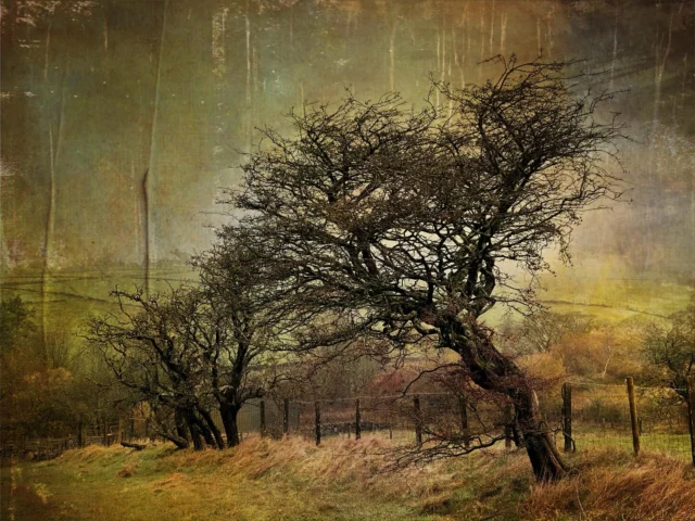 Hawthorns in late winter #hawthorn #trees ##texture #colour #photograph #nikon #28mm