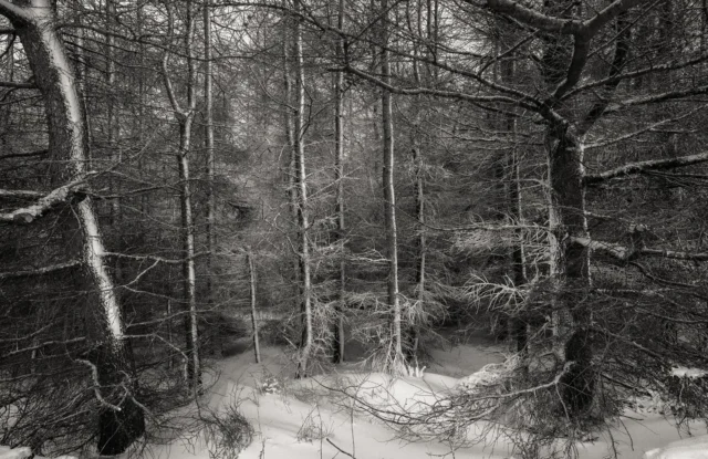 Saddleworth in the snow. #saddleworth #woodland #snow #monochrome #nikon